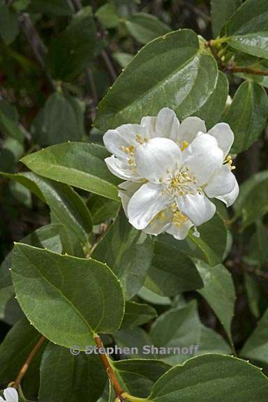 philadelphus lewisii 5 graphic